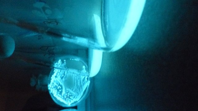 Culture de bactéries bioluminescentes