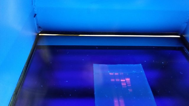 Révélation sous UV d'une électrophorèse d'ADN