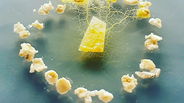 Mise en culture d'un Blob sur milieu gélosé